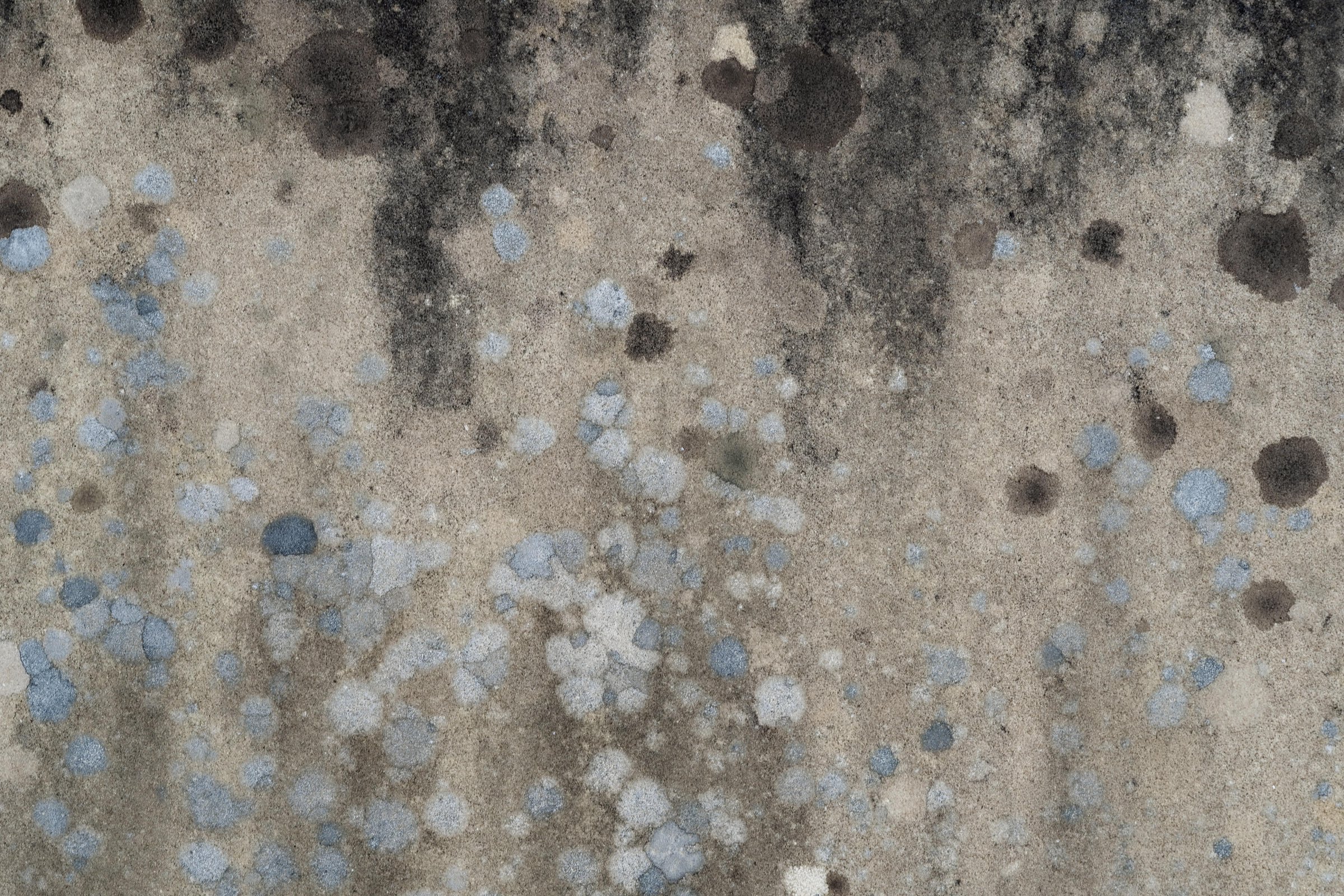 Mold growth in an attic