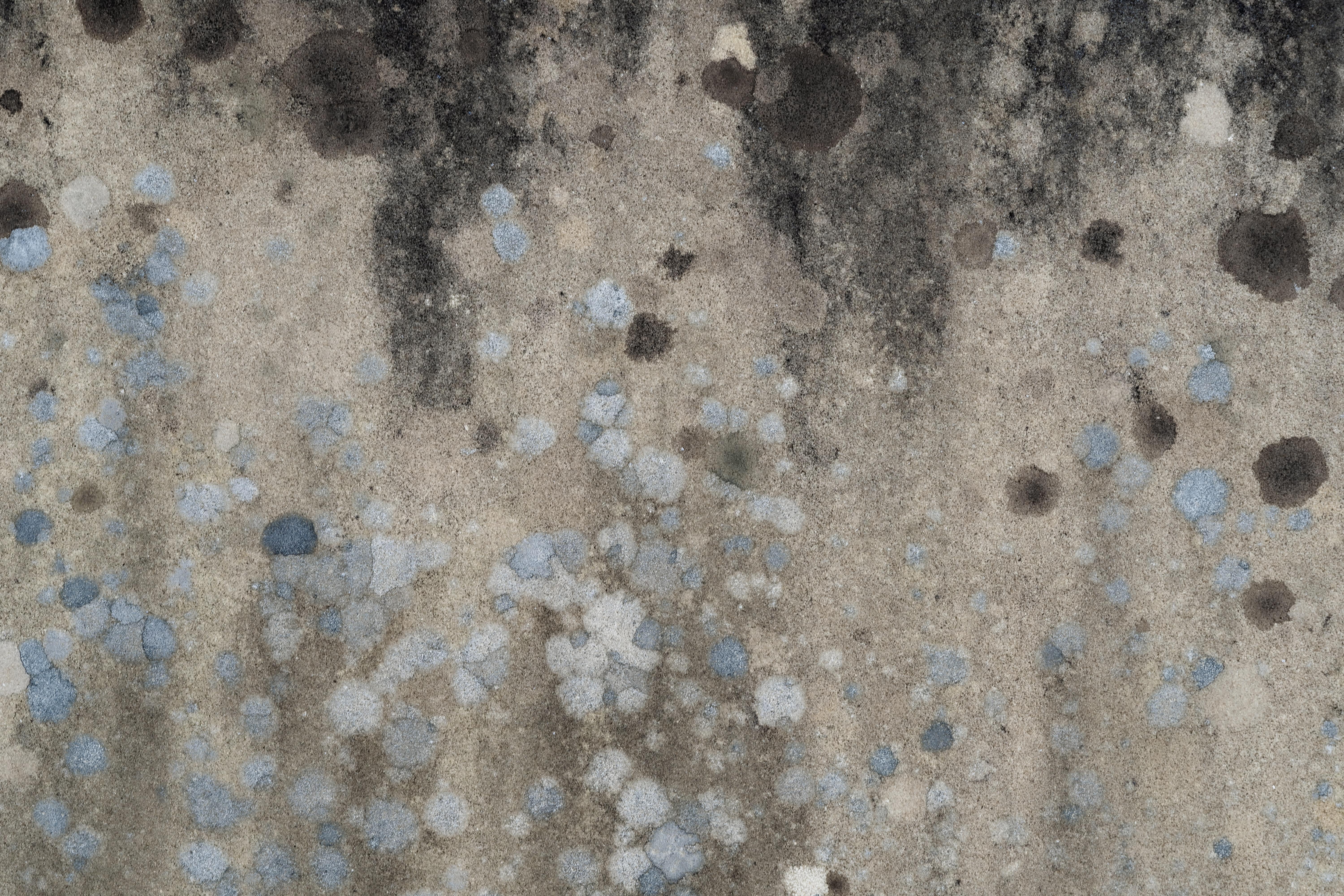 How To Tell If Your Attic Has Mold